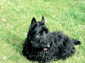 Izzy at Rivendale, 2007